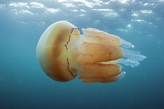 Barrel jellyfish