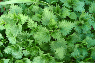 Stinging nettle