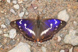 Purple emperor