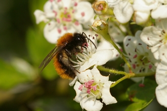 tawny mining bee