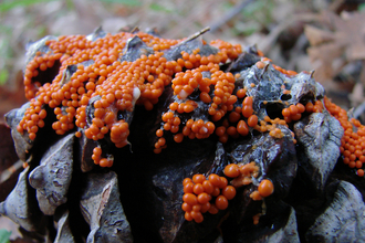 Slime mould