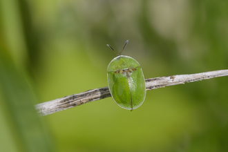 Green tortoise beetle