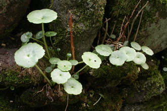 navelwort