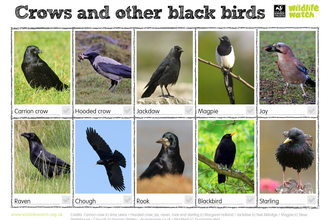 Crows and black birds