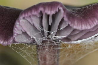 Amethyst deceiver