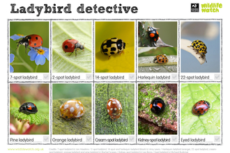 Ladybirds