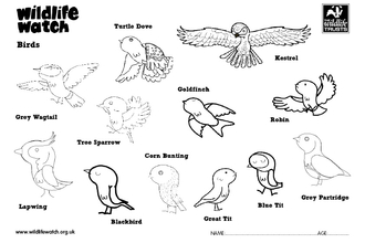 Birds colouring in