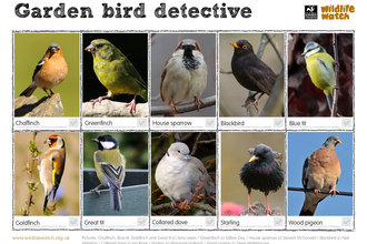 Garden birds detective