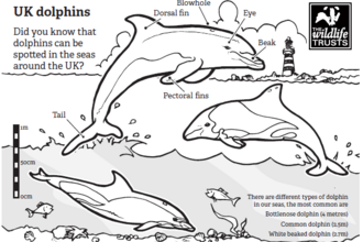 dolphins