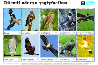 Birds of prey spotter - Welsh