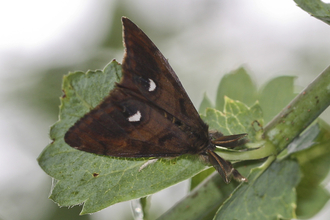 Male vapourer moth