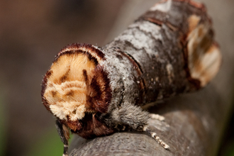 Buff-tip moth