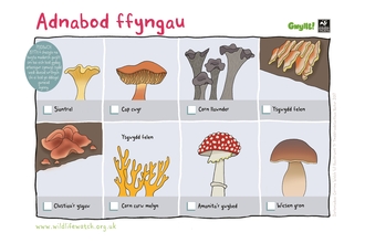 Welsh Fungi