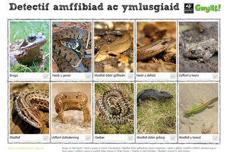 Amphibians Welsh