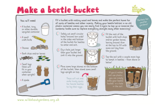 Make a beetle bucket
