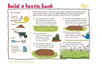 Beetle bank - thumb
