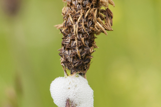 Cuckoo spit