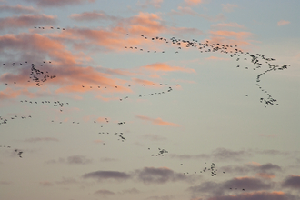 Pink footed geese migrating