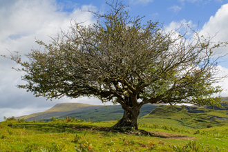 Dainis Ozolz, Allt Rhongyr Reserve, Brecknockshire