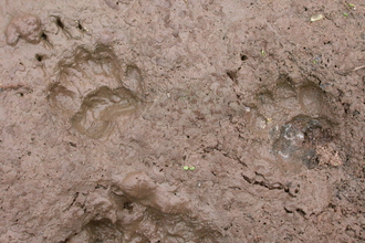 Badger prints in mud