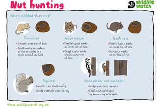 nut hunting