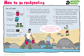 Rockpooling