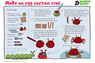 Egg carton crab