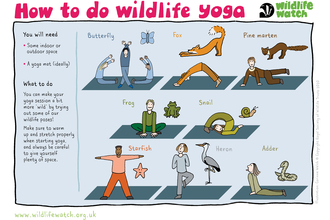 wildlife yoga