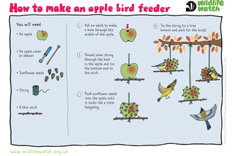 Apple bird feeder