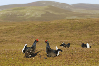 Black grouse