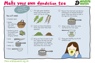 Dandelion tea