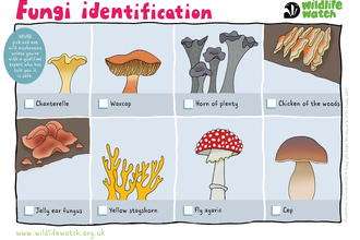 Fungi ID