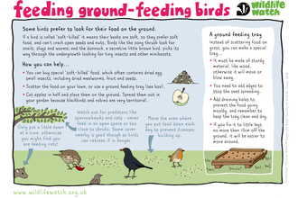Ground-feeding birds