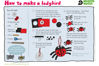 Make a ladybird