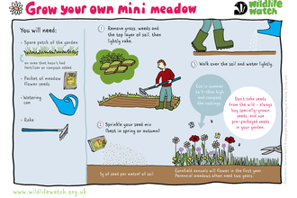 Mini meadow