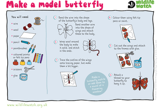 Model butterfly