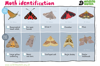 moth ID