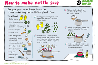 nettle soup