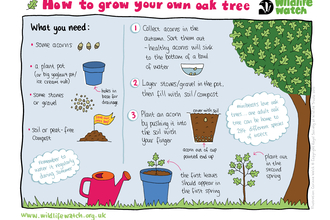 Grow your own oak