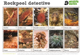 rockpool