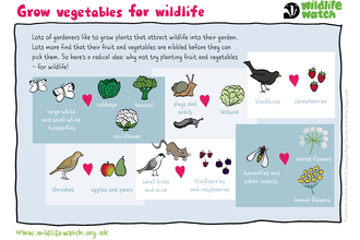 veg for wildlife