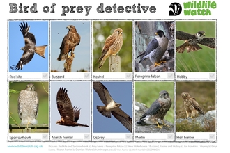 birds of prey spotter