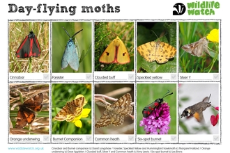 Day flying moth spotter sheet