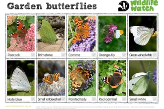 Garden butterflies spotter