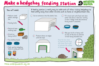 How to build a hedgehog feeding station