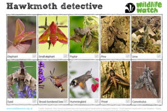 Hawkmoth spotter