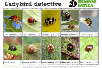 Ladybirds