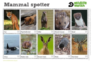 Mammal spotter