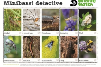 Minibeast spotter