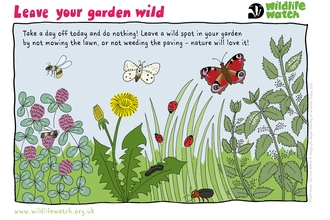 Leave your garden wild activity sheet
